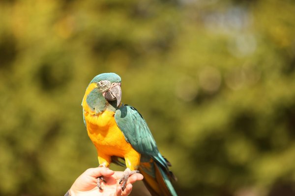 Quelles sont les meilleures méthodes pour apprendre à mon chien à marcher en laisse sans tirer ?