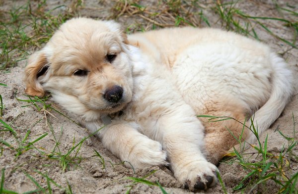 Chaussons pour chats : protection et bien-être au bout des pattes