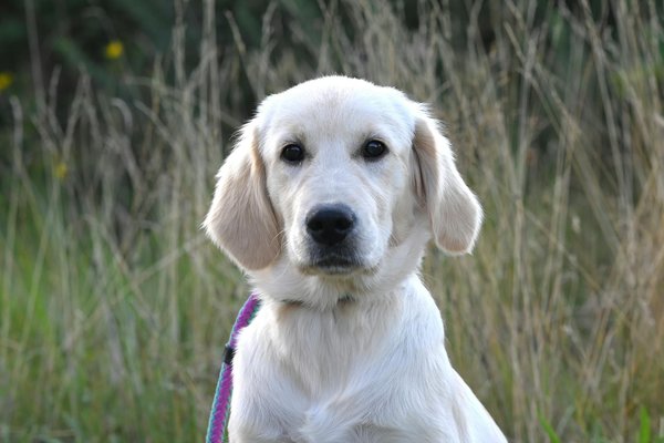 Guide complet des chats : aliments, soins et actus à suivre