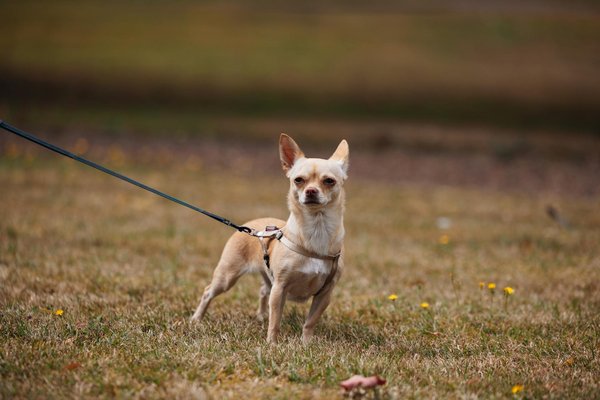 Découvrez les meilleures friandises naturelles pour chiens en ligne