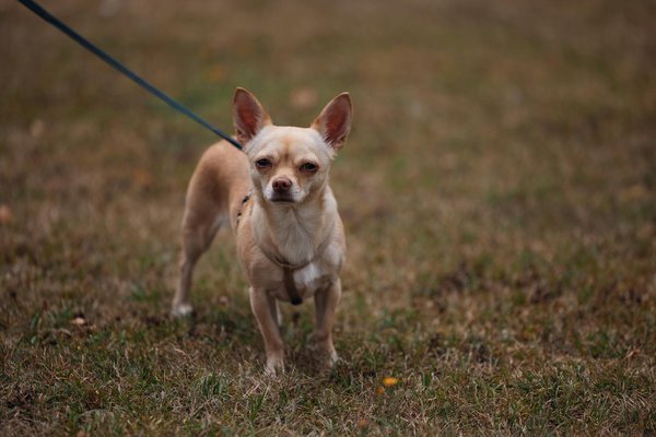 Tout sur les chats : santé, nutrition et événements à venir