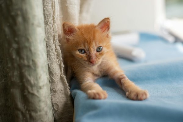 Choisir les meilleures croquettes pour votre berger australien