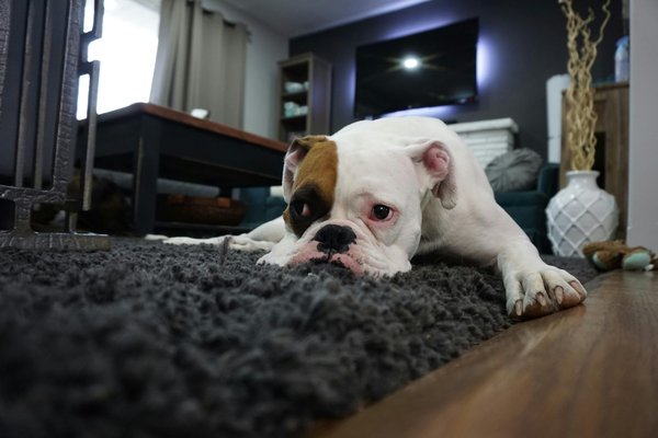 Tapis de fouille chien : stimulez son instinct de façon ludique